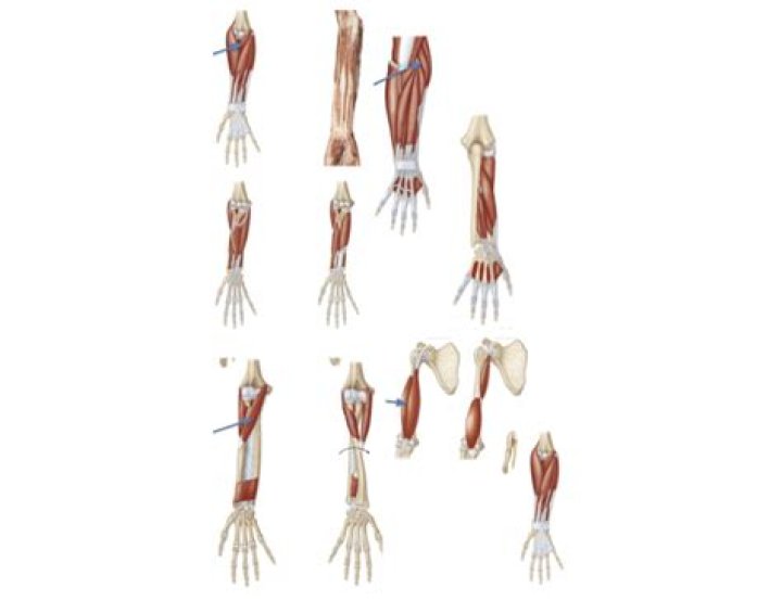 Anatomy of the Arm Quiz