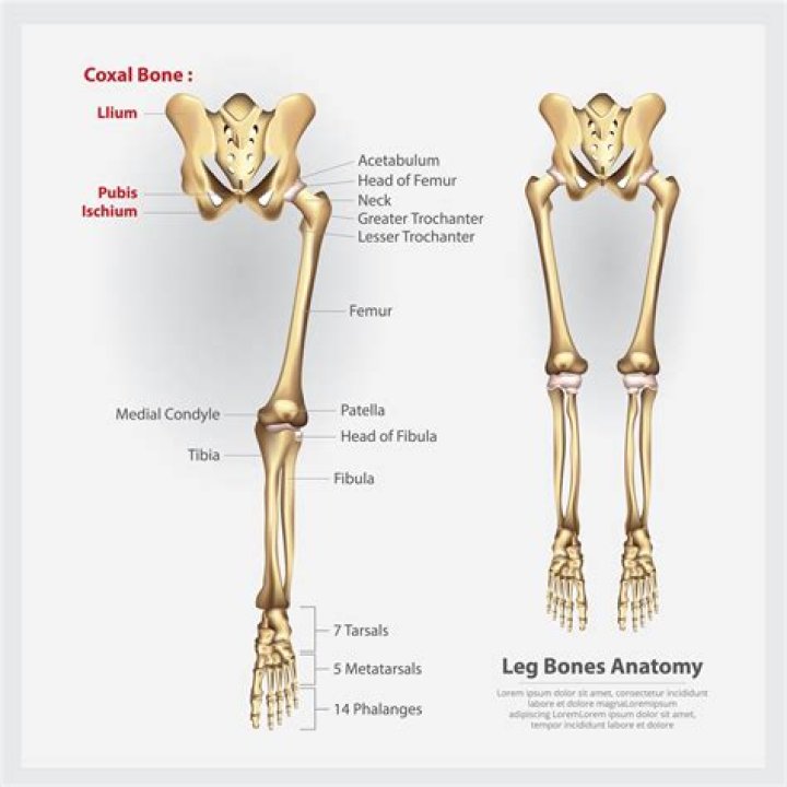 Anatomy of the Leg Bones Quiz