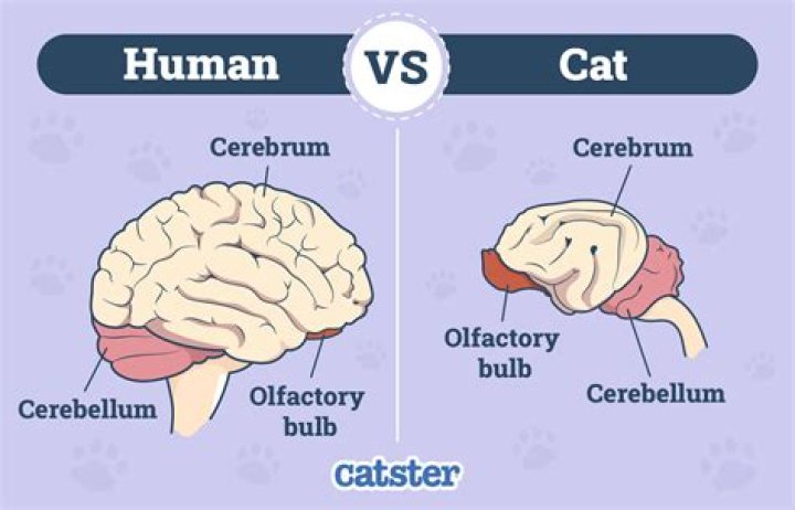 Animal Brain Anatomy- Pre-Vet Quiz