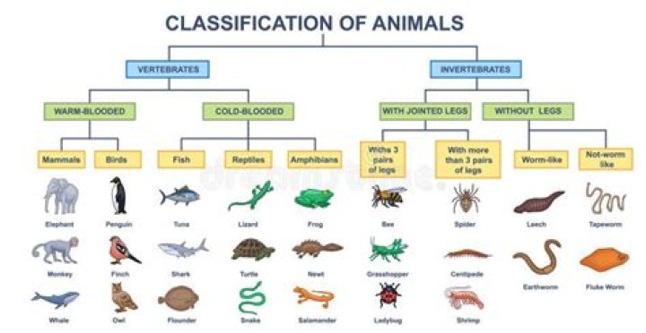 Animal or plant classification Crostic Answer