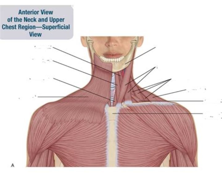 Anterior Neck Muscles Quiz