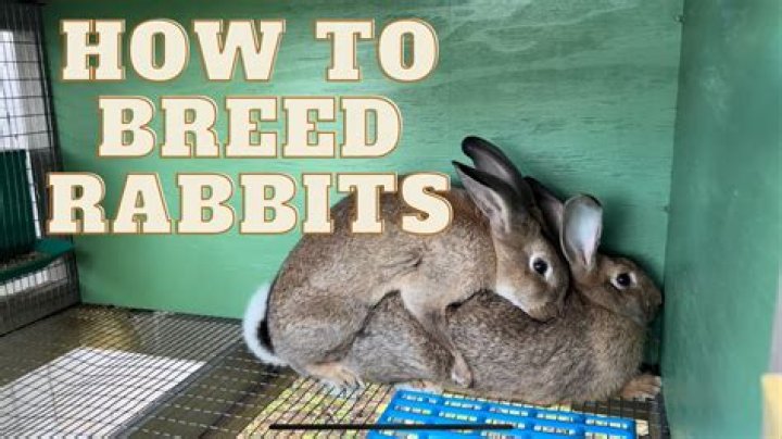 Area where rabbits breed Crostic Answer