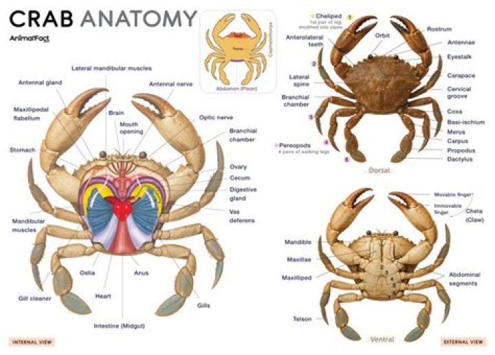 Blue Crab External Anatomy Quiz