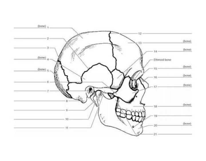 Bone Markings of the Skull Quiz