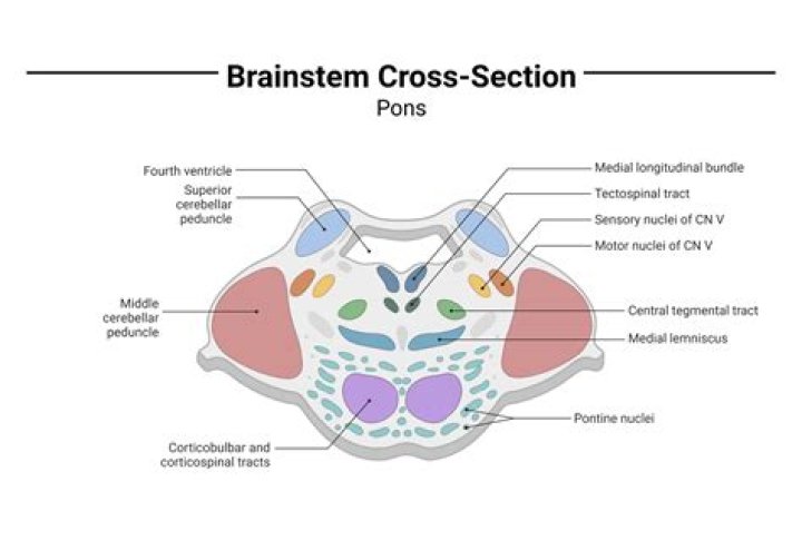 Brain cross section(USMLE) Quiz
