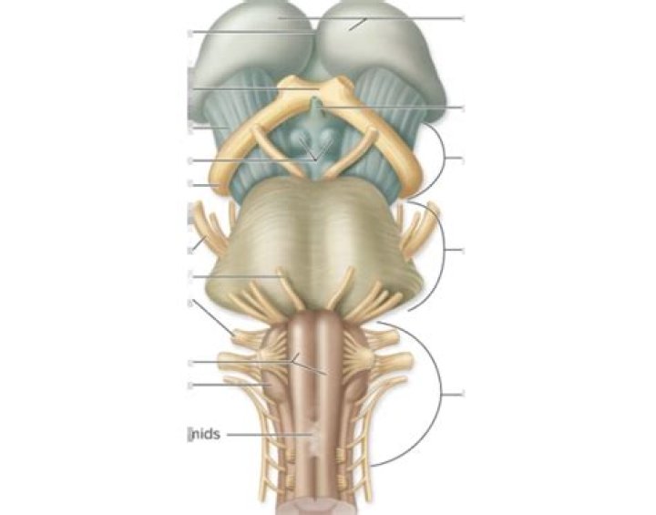 Brainstem, anterior view Quiz