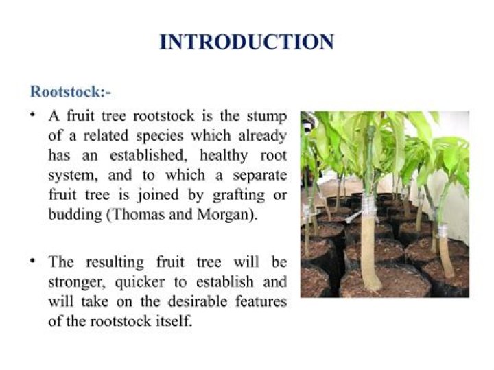 Branched rootstock of ginger Crostic Answer