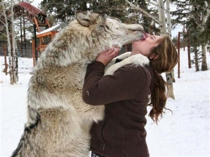 Can a human beat a wolf?