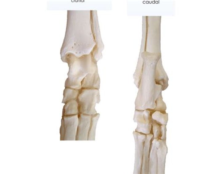 Canine tarsus Quiz