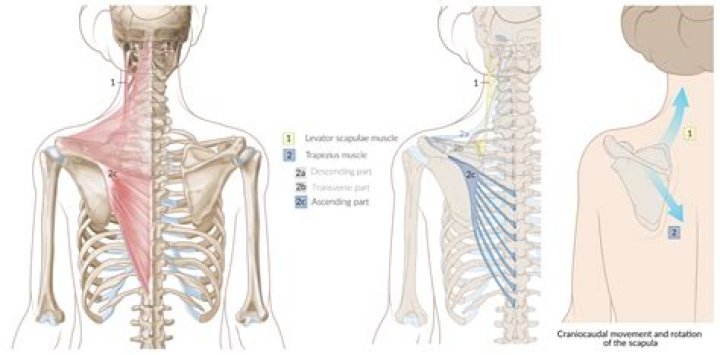 Cat Back And Shoulder Muscles (Surface and Deep) Quiz