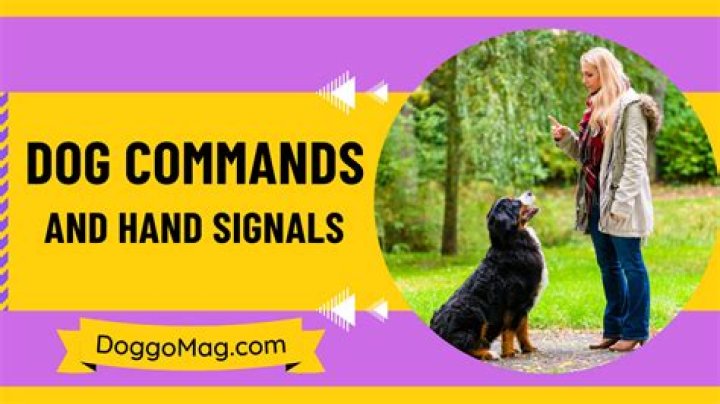 Command to a dog for it to get by your side and stay Word Hike – Answers