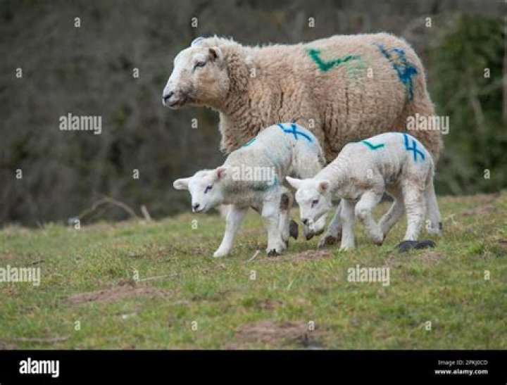 Company whose mascots are sheep with numbers painted on them Crossword Clue