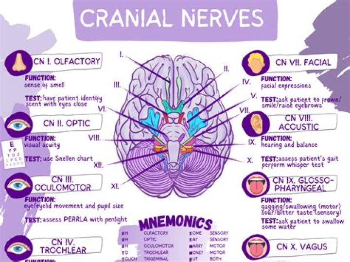 Cranial Nerves with roman numerals Quiz