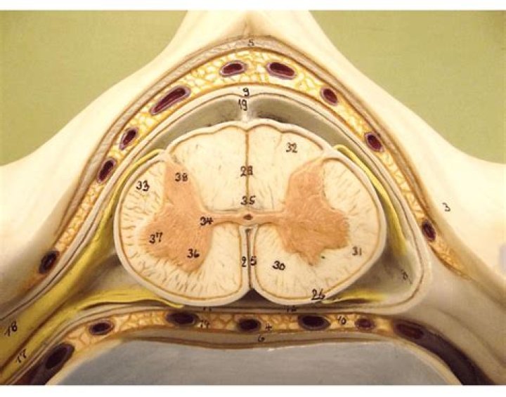 Cross Section Model of Spinal Cord Quiz