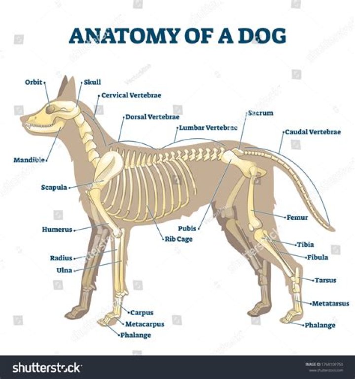 Dog Skeleton Anatomy Quiz