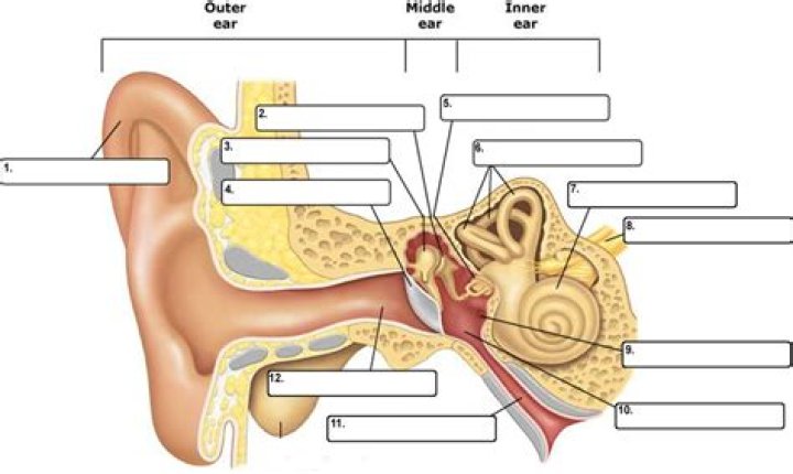 EAR ANATOMY Quiz
