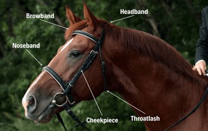 FFA Horse Evaluation - Western Bridle Quiz