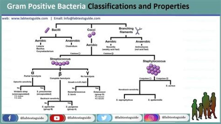 Gram-Positive Bacteria Flowchart Quiz