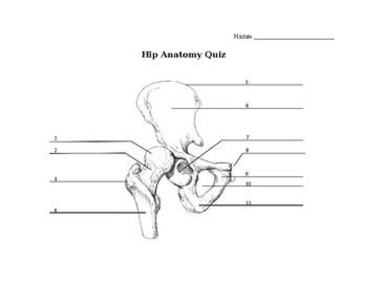 Hip Anatomy Quiz