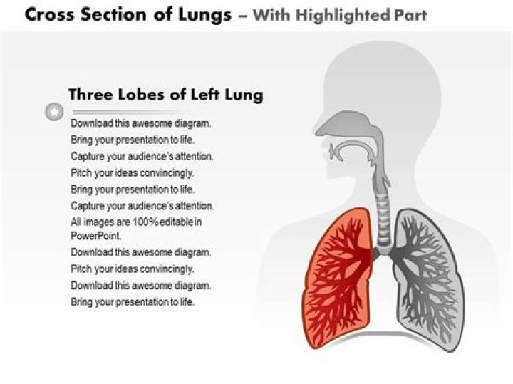 Horizontal Cross section of lungs Quiz