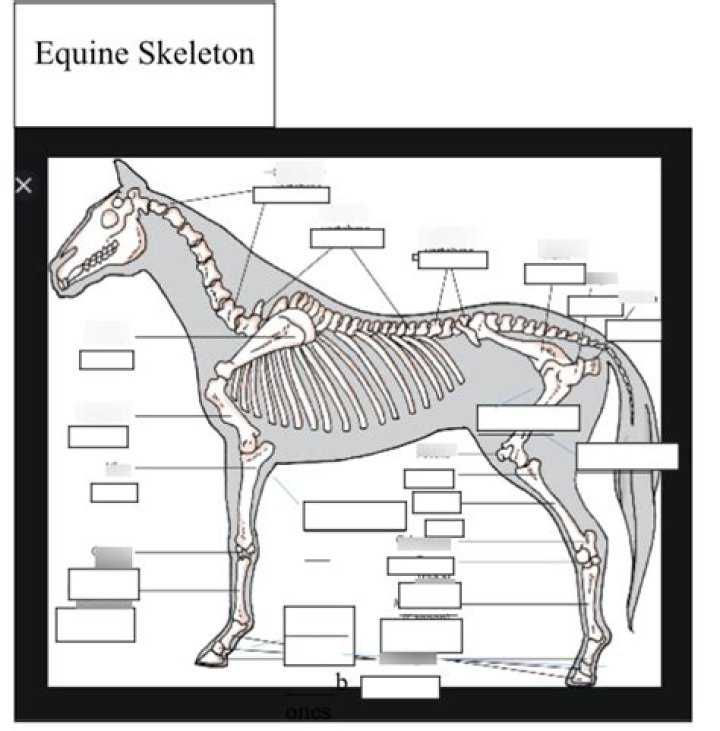 horse skeletal system Quiz