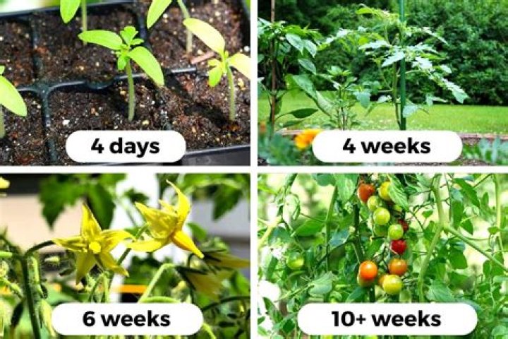 How To Get Tomatoes In ACNH 2.0
