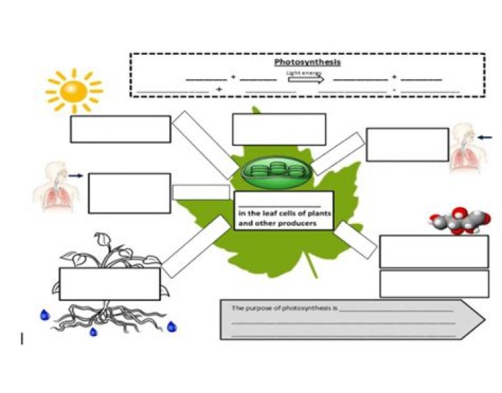 INPUTS/OUTPUTS OF PHOTOSYNTHESIS Quiz