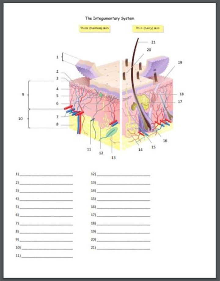 Integumentary System, skin structure — Printable Worksheet