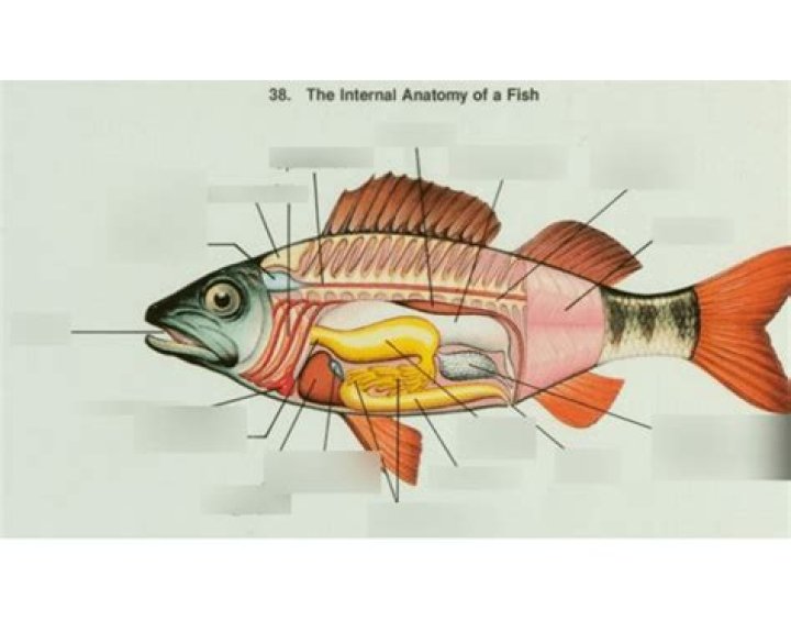 Internal Anatomy of a Fish Quiz