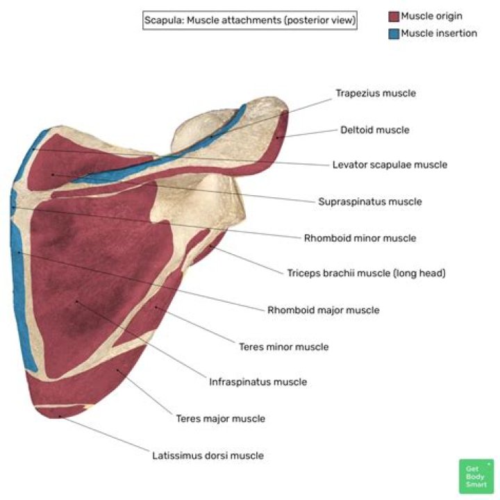 Label Lateral view of Scapula Quiz