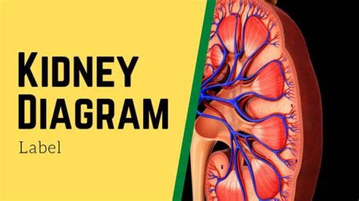 Label Parts of the Kidney Quiz