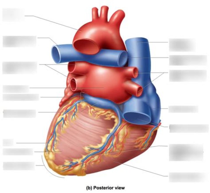 Label the Heart Posterior View Quiz