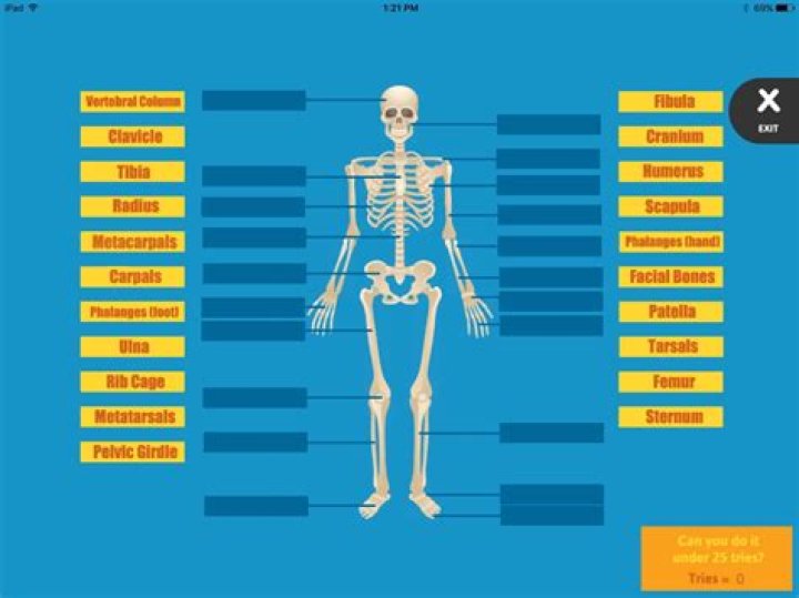 Label the Skeleton Game