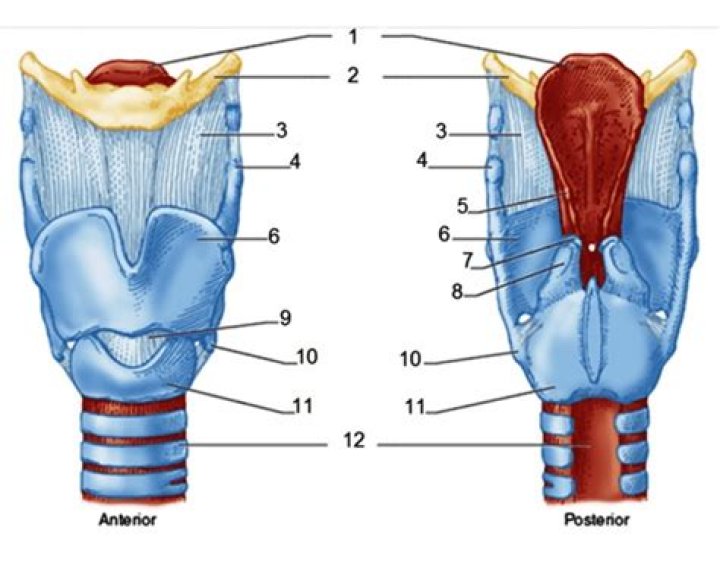 Larynx Anatomy Quiz