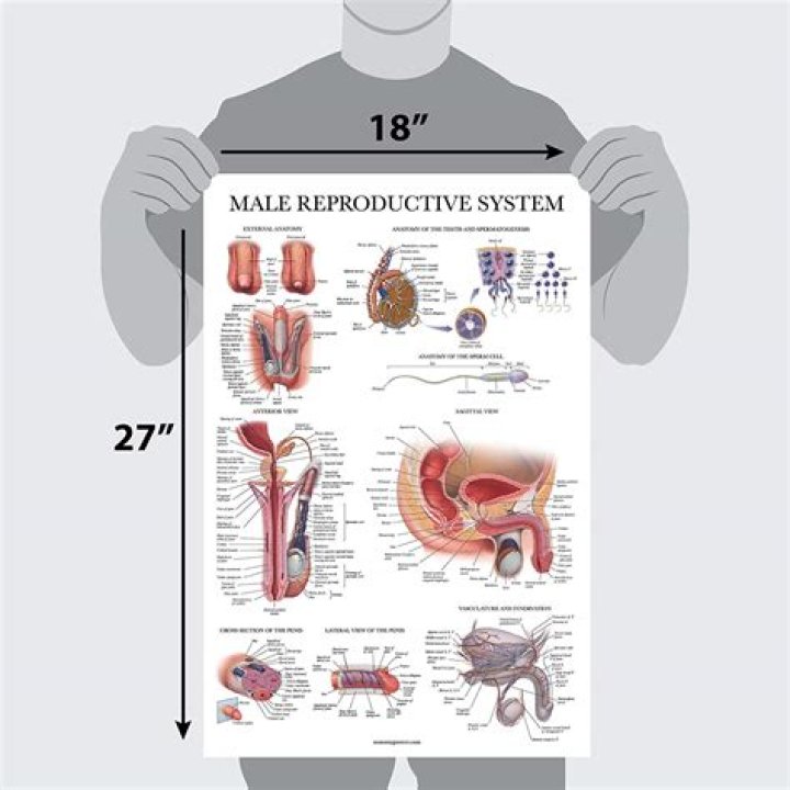 Male reproductive system label diagram Quiz