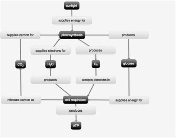mastering biology concept map Quiz
