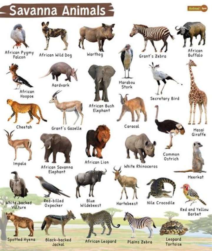 Medieval Dynasty – Different Animals and Where to Find Them (The Map)