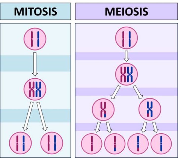 Mitosis vs Meiosis Diagram Quiz