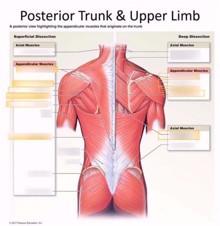Muscles of the Trunk Posterior View Quiz