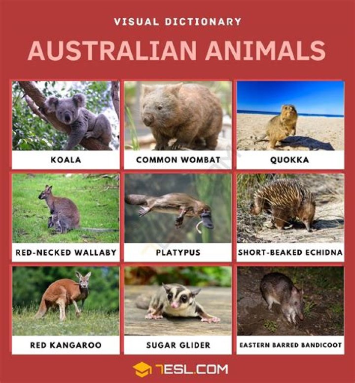 NAME AN ANIMAL YOU MIGHT FIND IN AUSTRALIA Text or Die Answers