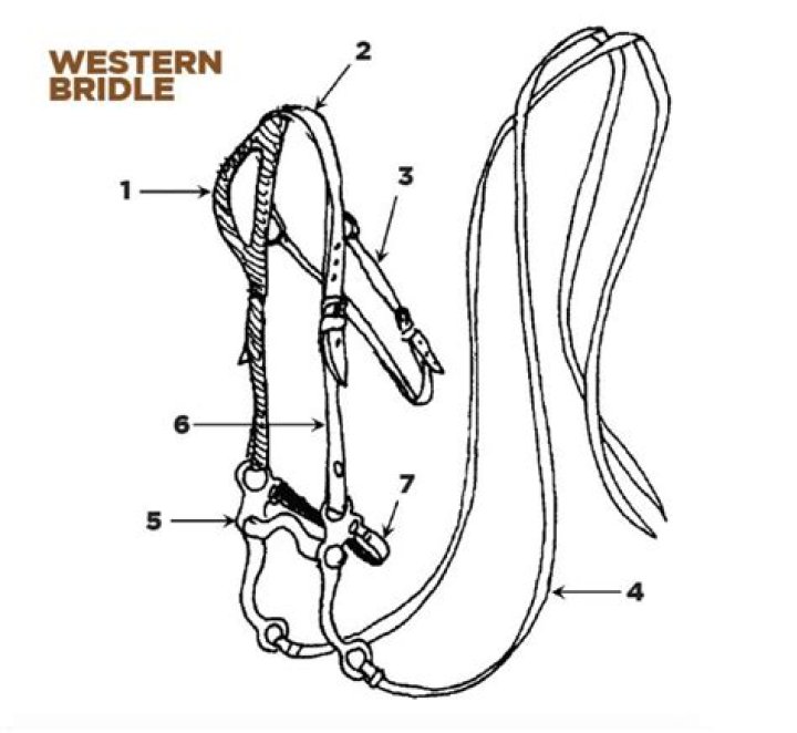Parts of a Western Bridle Quiz