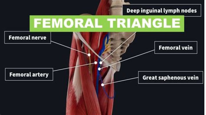 Pelvic and femoral region muscles Quiz