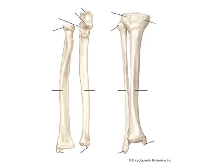 Radius, Ulna, Tibia, Fibula Quiz