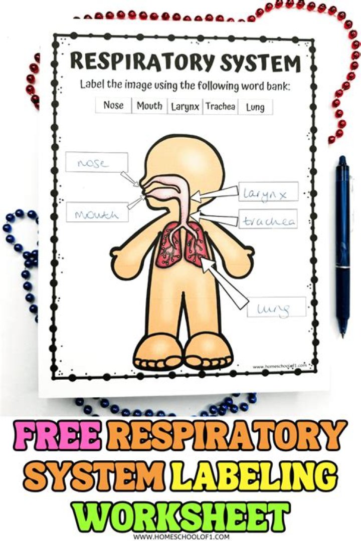 Respiratory System Labeling Interactive — Printable Worksheet