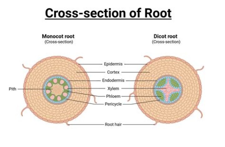 Root cross section Quiz