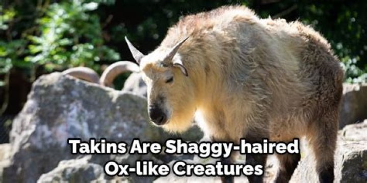 Shaggy, long-haired ox Word Lanes – Answers