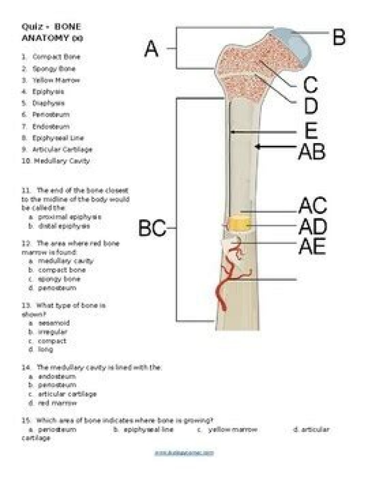Simple Bone Structure Quiz