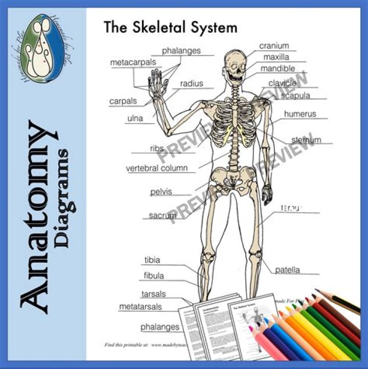 Skeletal System Chapter 7.4 Quiz