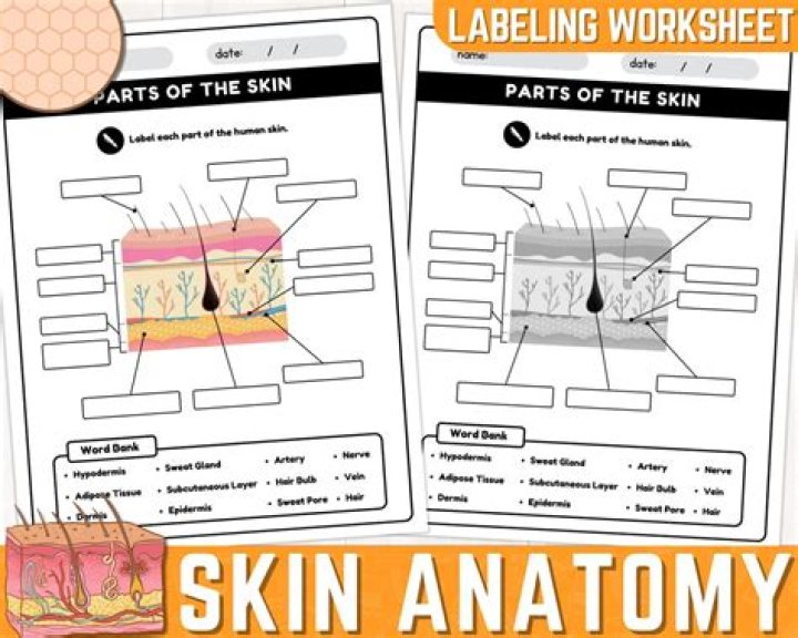 skin anatomy — Printable Worksheet