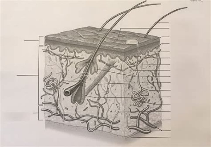 Skin ID Quiz